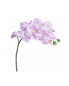 Lavender Lilac Naturel Orchid Phalaenopsis (80 cm)