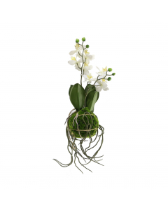 Phalaenopsis Orchid (31 cm)