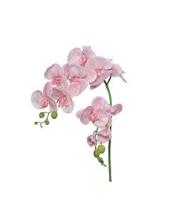 White Rosa Orchid Phalaenopsis (97 cm)