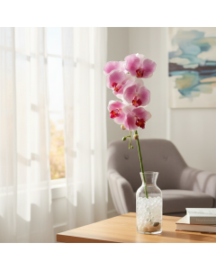 Lavender Orchid Phalaenopsis With 7 Flowers (38 cm)