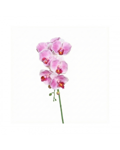 Lavender Orchid Phalaenopsis With 7 Flowers (38 cm)