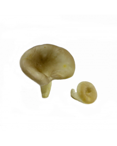 Mushroom in polybag