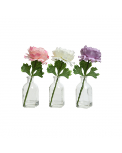 Ranunculi In Glass Vase (20 cm) - Each At