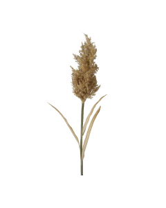 Sand Butterfly Pampas Grass (75 cm)