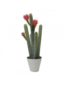 Plastic Cactus With Flowers 2 Colours