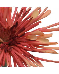 Orange Chrysanthemum (60 cm)