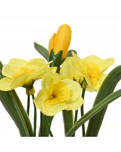 Daffodil Plant 3 Colours (16 cm) - Each At