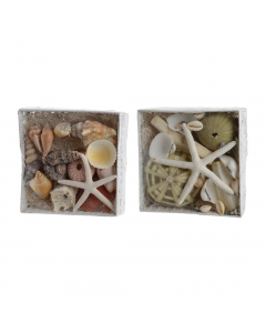 Shell Mix With Natural Deco (22 cm) - Each At