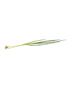 Spring onion