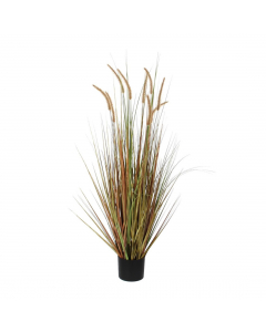 Dogtail Plume Grass In Pot (92 cm)