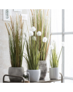 Dogtail Plume Grass In Pot (92 cm)