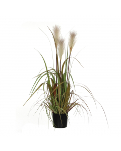 White Foxtail Plume Grass In Pot (81 cm)