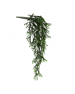 Green Hanging Citronella (84 cm)