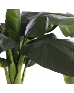 Green Banana Tree In Pot (150 cm)