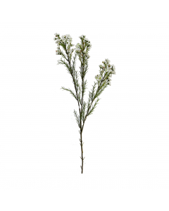 Waxflowers Chamelaucium 3 Colours