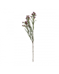 Waxflowers Chamelaucium 3 Colours