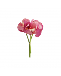 Small Cymbidium 3 Colours - Each At
