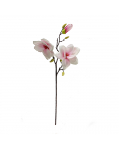 Magnolia 2 Flowers 2 Colours