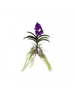 Vanda Plant 3 Colours - Each At