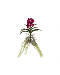 Vanda Plant 3 Colours - Each At